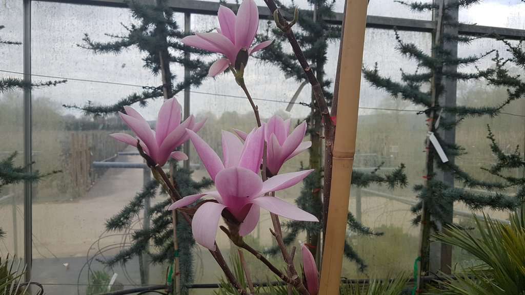 Magnolia 'Heaven Scent' 200-250 cm